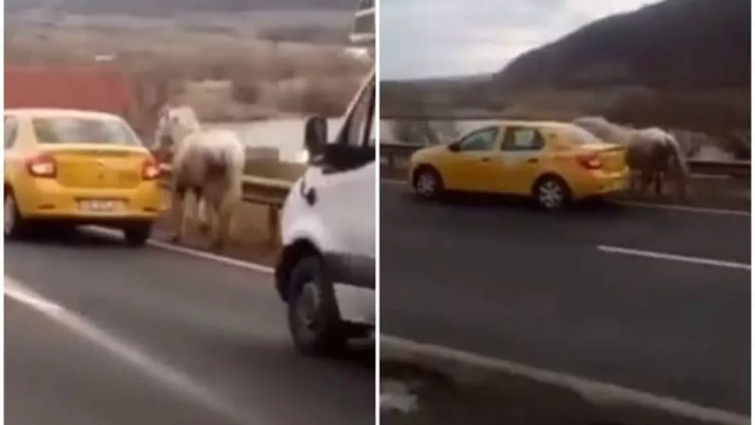 Un cal furat a fost transportat cu taxiul peste 40 de kilometri pe un drum din România - FOTO VIDEO