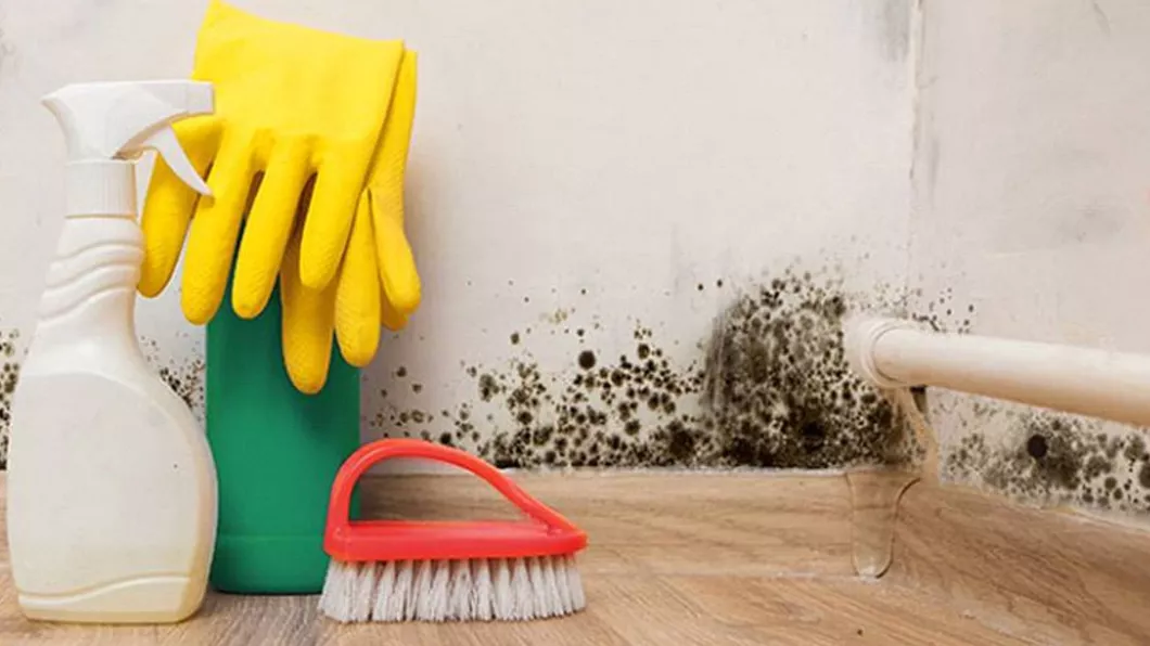 Trucuri utile pentru îndepărtarea mucegaiului din casă. Care sunt cele mai eficiente metode