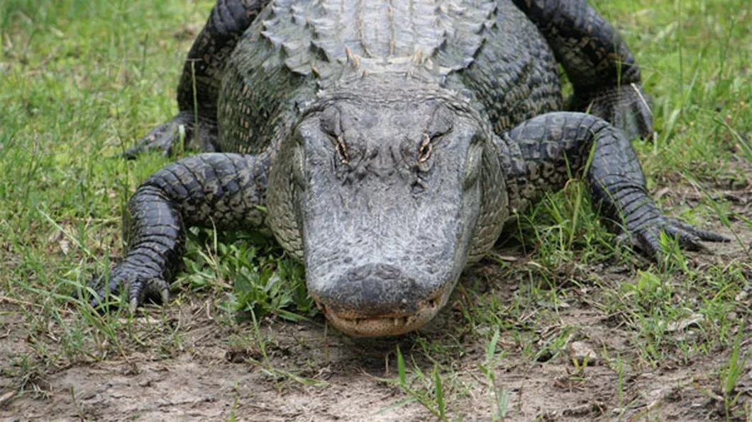 Ce înseamnă dacă visezi crocodili. Semnificația visului