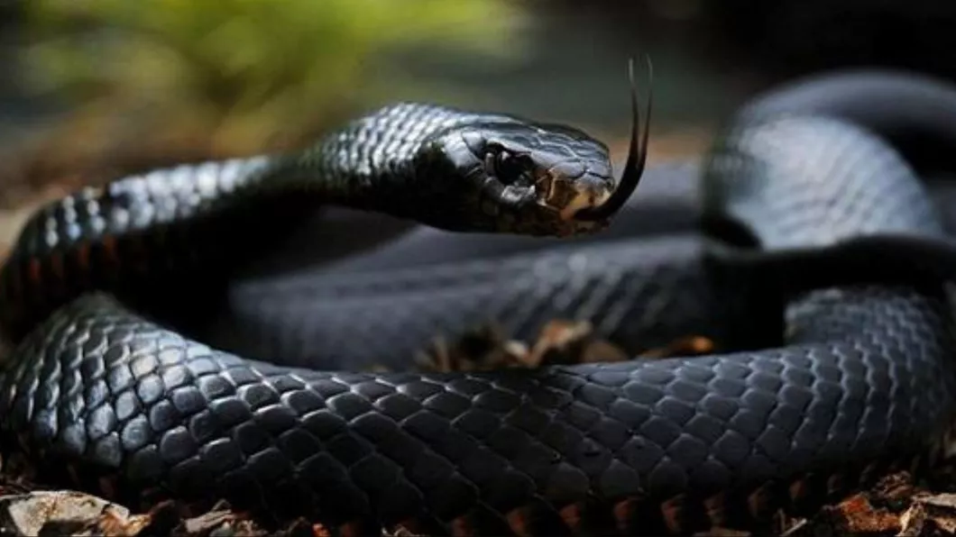 Interpretare vise șarpe - cum poate fi tălmăcită apariția acestei reptile