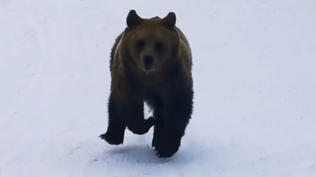 generation Cherry Duke Un schior din Predeal a filmat un urs, care se afla pe urmele lui. Totul a  avut loc pe pârtia Cocoșul - VIDEO • Buna Ziua Iasi • BZI.ro