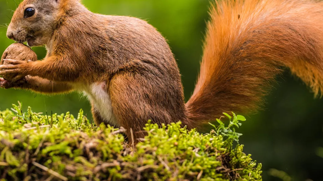 Ce mănâncă veverița cu ce o poți hrănii în parc sau acasă