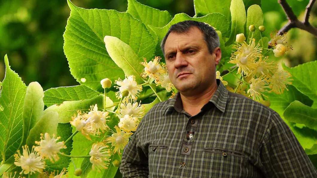 Direcția Silvică Iași scoate la vânzare 20 de tone de flori de tei și două tone de muguri de plop. Plantele sunt folosite în scop medicinal