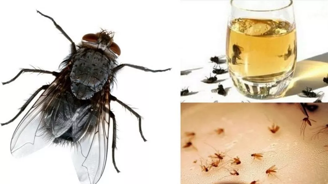 Cum să scapi de muște și alte insecte supărătoare în sezonul cald. Remedii simple la îndemâna tuturor
