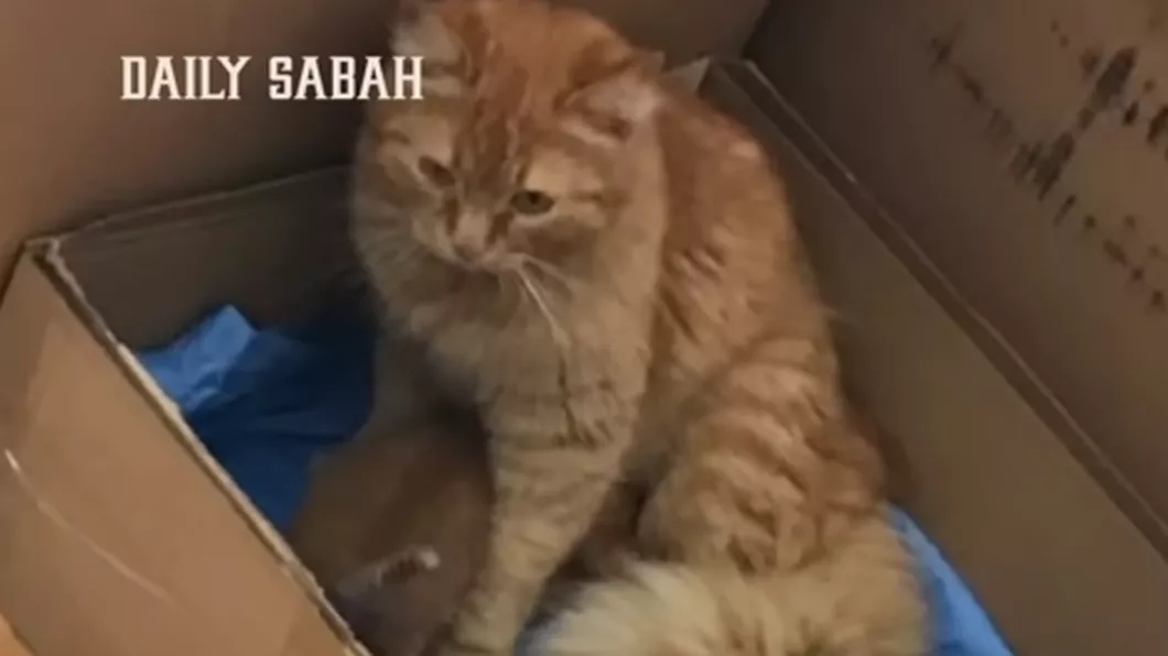 Imagini înduioșătoare O pisică din Turcia și-a dus puii bolnavi la o clinică medicală pentru a fi tratați - VIDEO