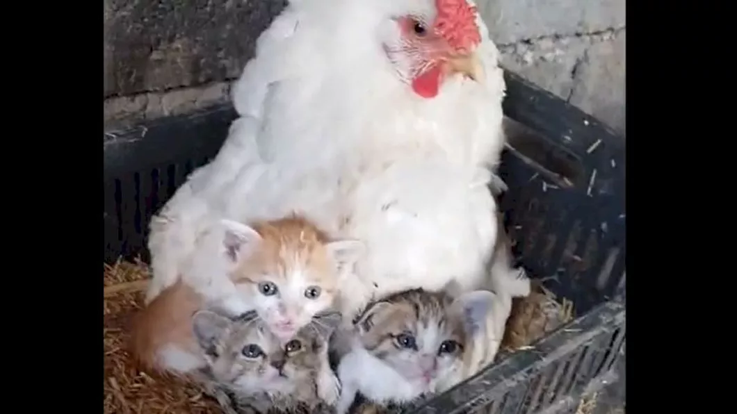 O găină a adoptat trei pui de pisică orfani. Filmuletul a ajuns viral pe rețelele de socializare