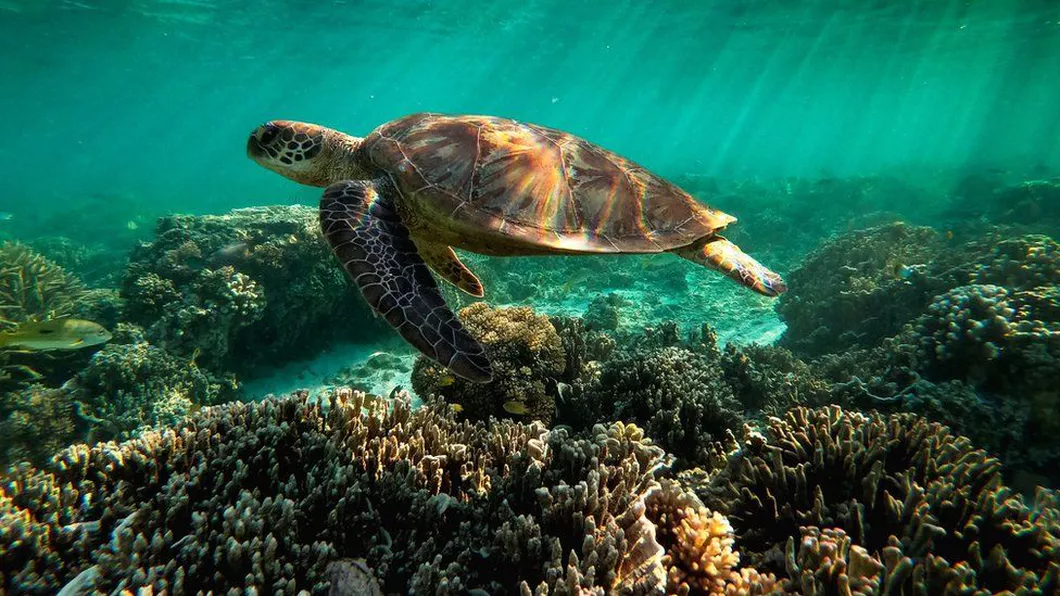 Marea Barieră de Corali ar putea fi inclusă pe lista obiectivelor aflate în pericol. UNESCO a făcut anunţul