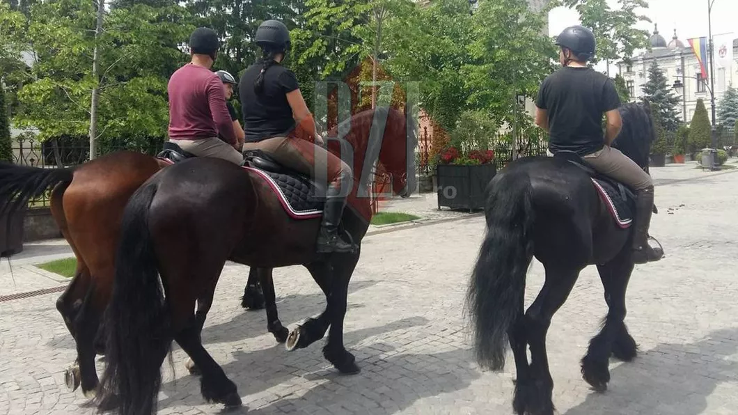 Poliția Locală Iași caută pensiune pentru cai Serviciile vor costa 4.000 de eurolună