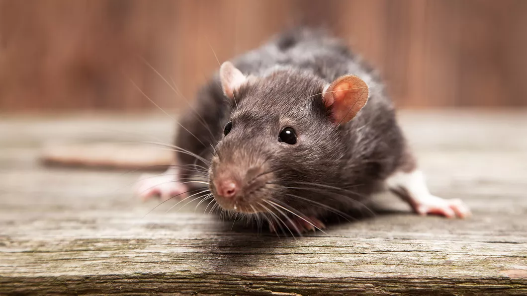 Metode găsite de marile orașe ale lumii pentru a scăpa de șobolani. În Chicago au fost eliberate 1.000 de feline pe străzi
