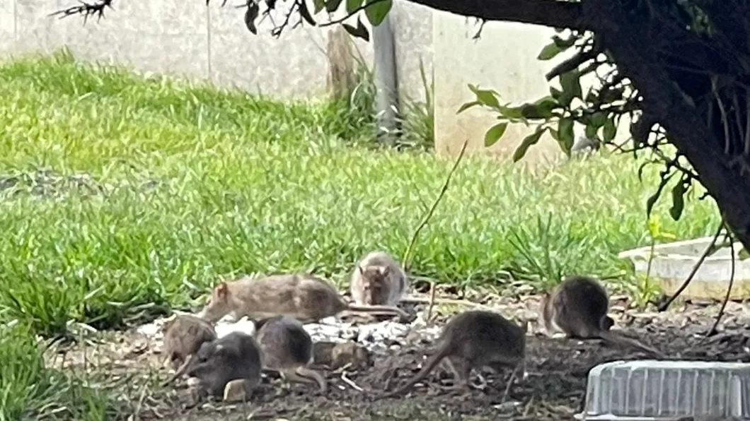 Invazie de șobolani în București Rozătoarele se plimbă nestingherite în zona teraselor din parcul Herăstrău