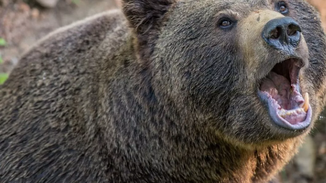 Urșii atacă din nou Un bărbat de 53 de ani din Harghita a fost rănit grav