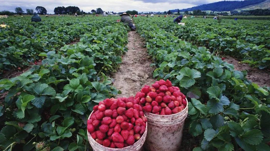 Ieșenii se pot angaja la cules de căpșuni legume și ciuperci în Olanda. Salariile pot ajunge la peste 2.000 de euro brut. Angajatorii interzic consumul alcoolului în timpul programului de lucru