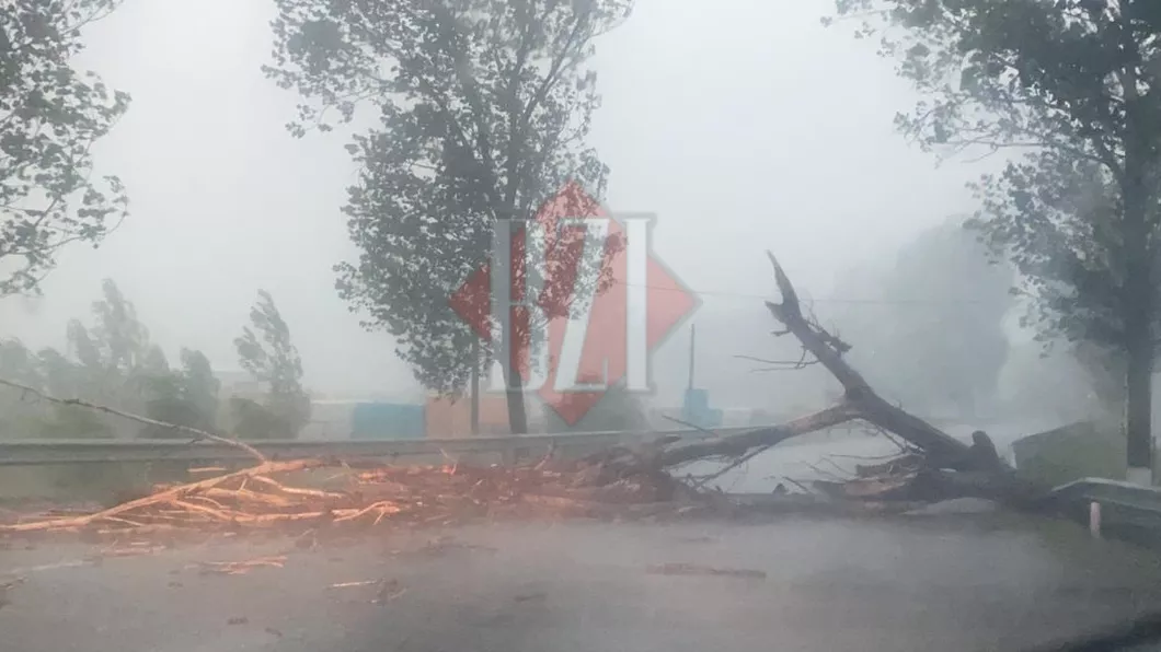 Consecinţele codului roşu din judeţul Iaşi Copac căzut pe stradă în comuna Probota