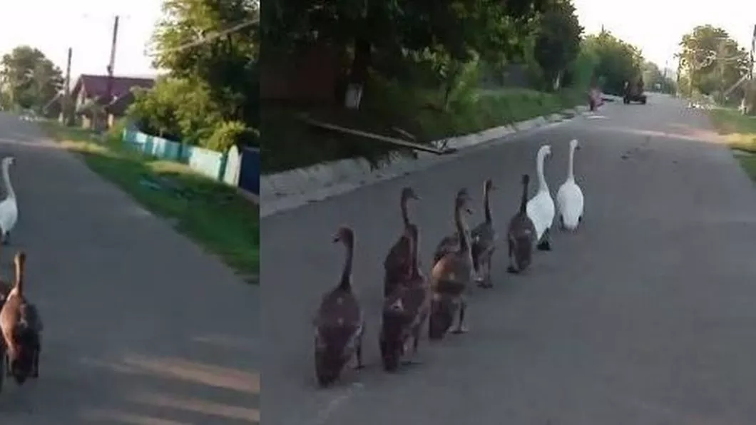 Surpriză inedită într-o localitate din Iași. O familie de lebede își plimba puii pe strada principală