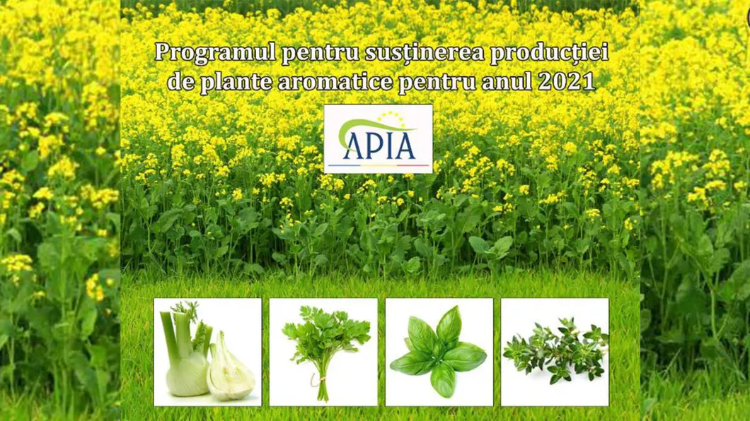 Ieșenii nu sunt interesați de programul pentru plante aromatice Fermierii au solicitat de la APIA ajutoare în valoare de 20.000 de euro cele mai multe pentru culturile de muștar