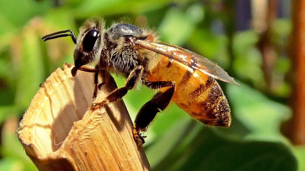 Primul ajutor în caz de înţepătură de albină. Ce ai de făcut