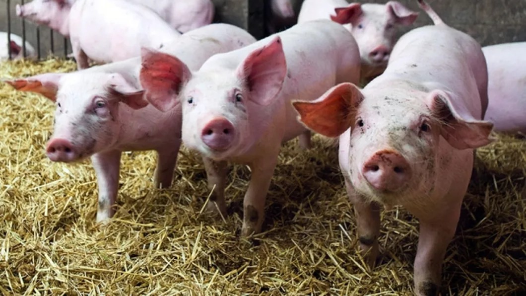 Un fermier din Elveția le dă Cola porcilor săi din motive de sănătate