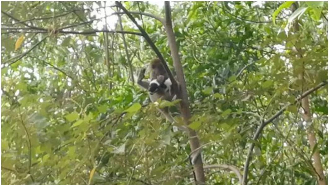 Pare banc dar nu e O maimuță din Malaezia a răpit un cățeluș și l-a ținut trei zile ostatic