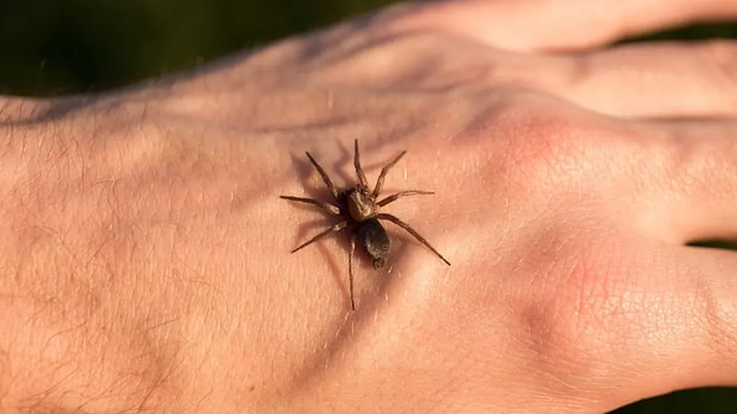 Cum arată mușcătura de păianjen Iată când trebuie să apelezi la un medic