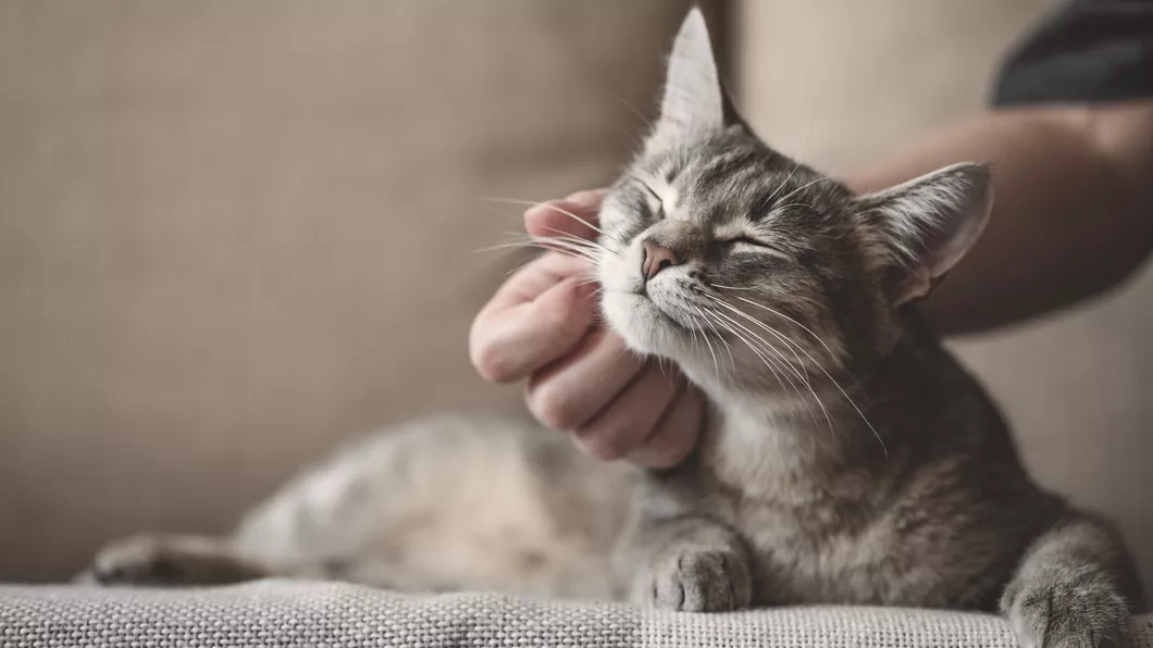 De ce torc pisicile Sunetul liniștitor produs de feline nu este doar a manifestare a fericirii