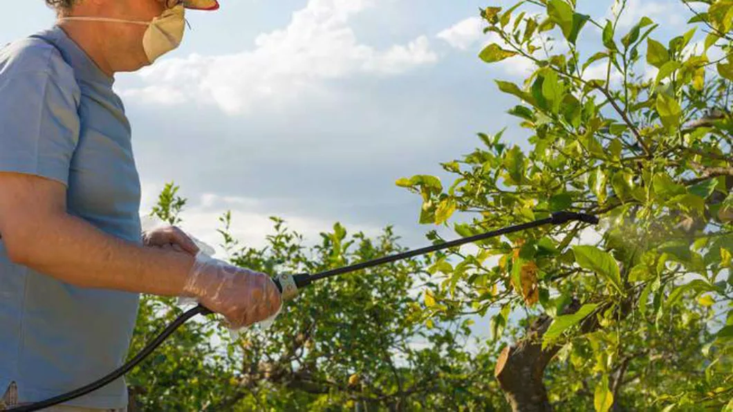 Stropirea pomilor fructiferi cu piatră vânătă Iată cum îți salvezi livada