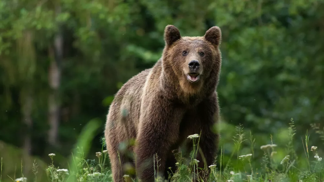 Un urs a atacat în Comarnic echipa de intervenţie care încerca să-l alunge