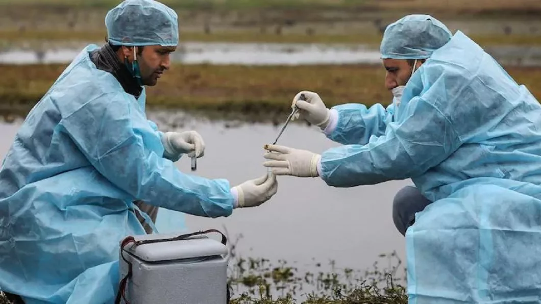 Următoarea pandemie mult mai mortală decât cea de COVID-19 ar putea apărea în fermele de pui Specialiştii trag un semnal de alarmă Există cel puțin opt tipuri de gripă aviară mult mai mortale