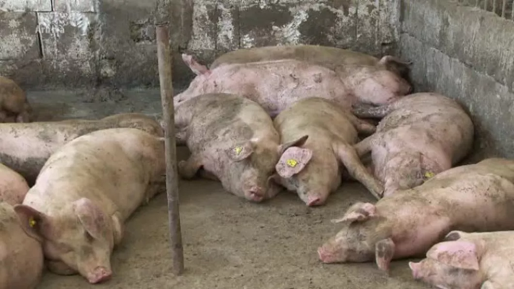Un nou focar de pestă porcină africană a izbucnit într-o comună din Iași. Un localnic a găsit porcul mort în curtea sa și a anunțat medicul veterinar