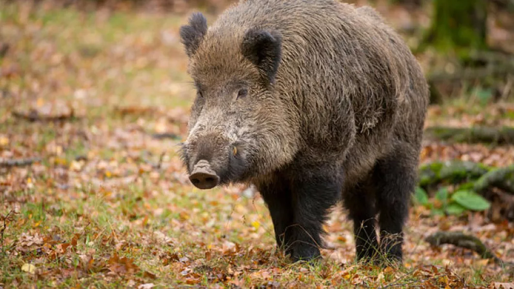 În ultima săptămână pesta porcină africană face ravagii printre porcii mistreți din Iași. În anul 2021 au fost găsiți 614 porci bolnavi și alți 456 vânați