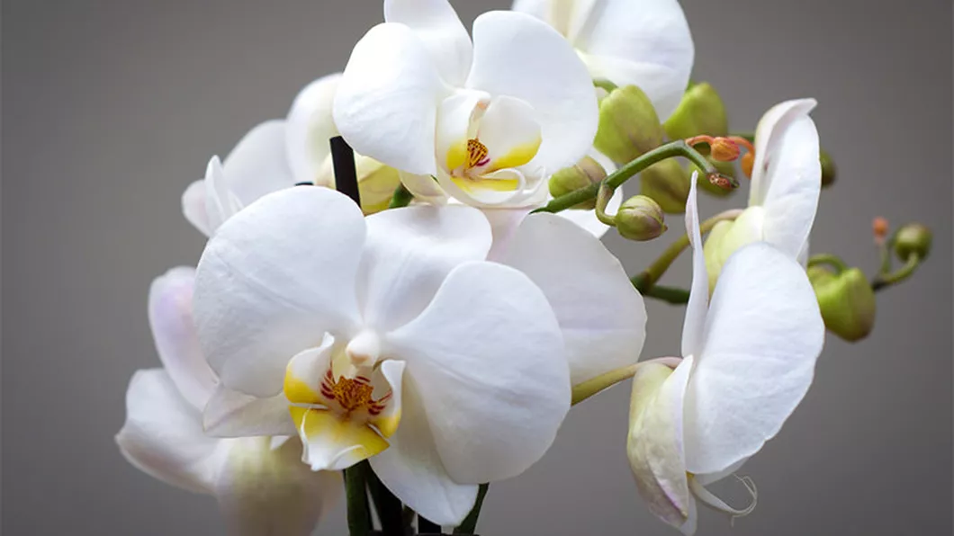 Unde se ține orhideea Ce sfaturi ne dau experții