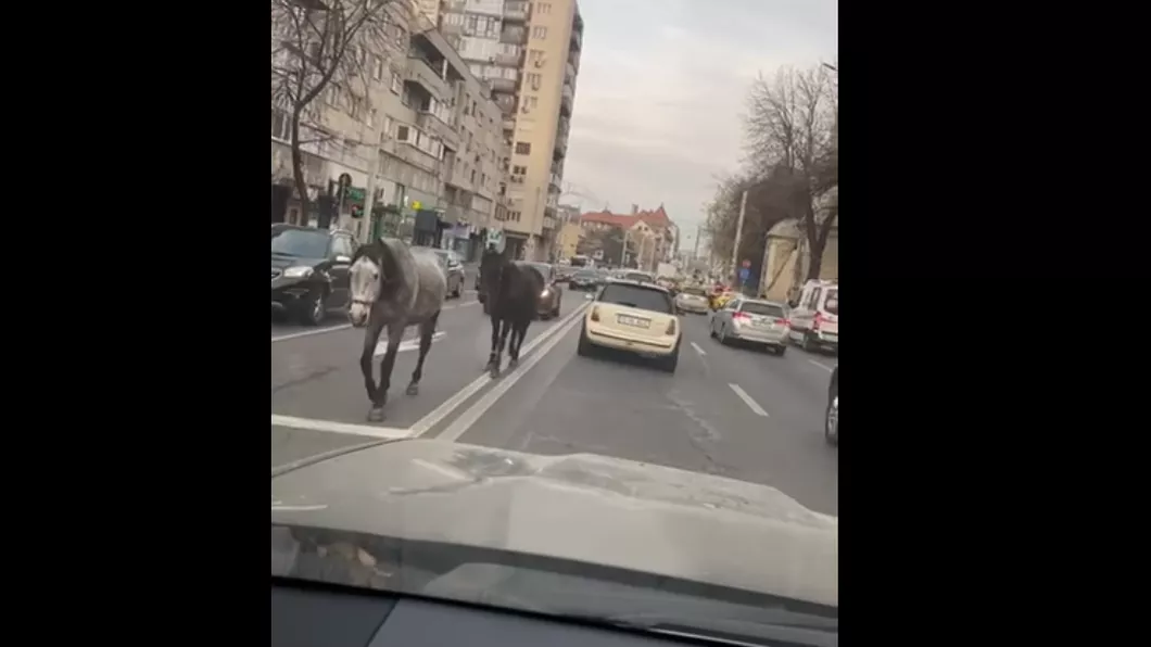 Doi cai lăsaţi liberi pe străzile din municipiul Iaşi. S-au plimbat printre maşini de la Agronomie până în zona centrală - VIDEO UPDATE