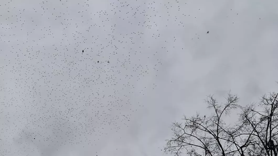 Invazie de ciori în municipiul Iași. Păsările au pus stăpânire pe centrul orașului - GALERIE FOTO VIDEO