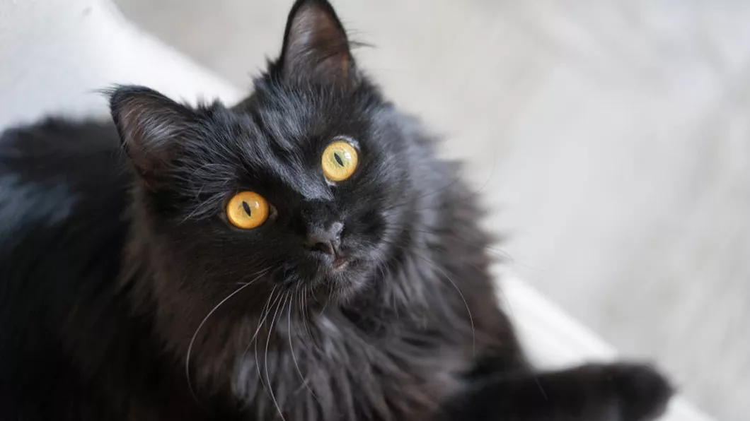 Cât trăiește o pisică Informația cunoscută de toți iubitorii de animale