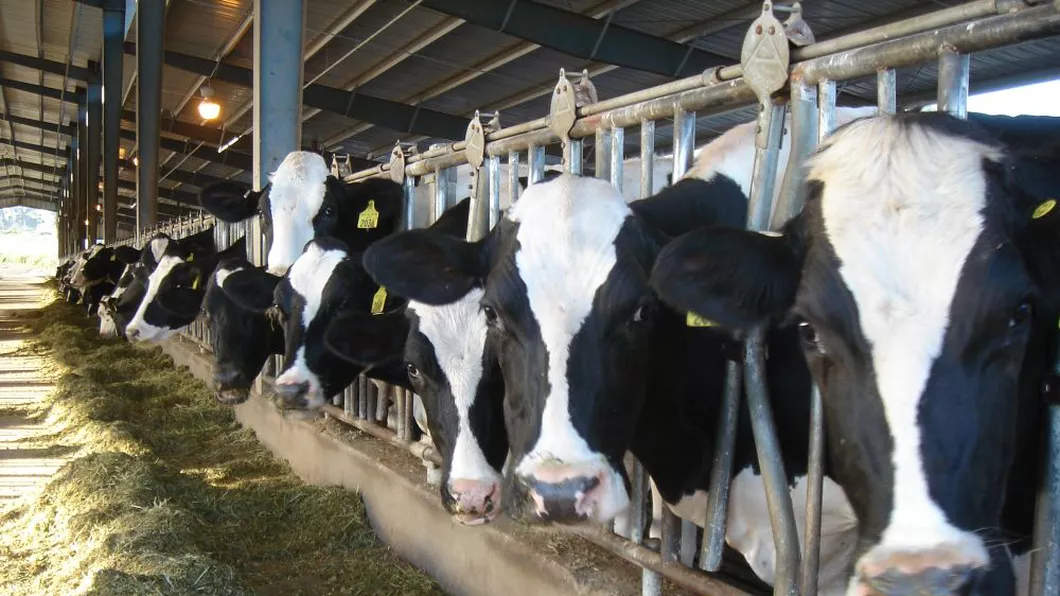 Ieșenii care cresc bovine primesc începând de azi un sprijin financiar. APIA virează în conturile fermierilor subvențiile solicitate în anul 2021