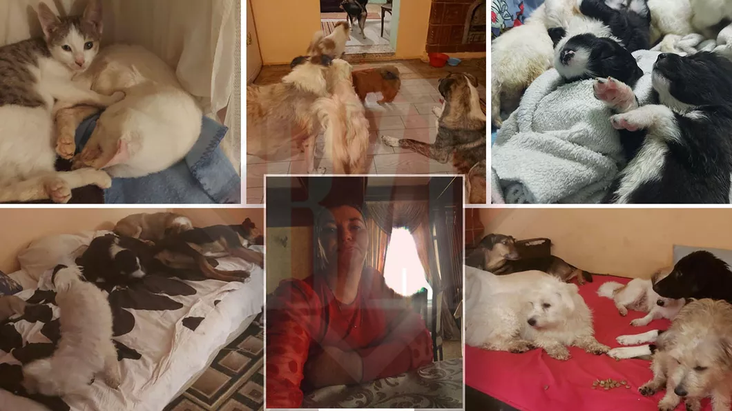 Femeia din Iași care trăiește în pustietate alături de 135 de câini și pisici este la un pas să facă un gest necugetat. Elena Surubariu Am acumulat prea multe datorii. Nu le mai pot oferi nici adăpost și nici mâncare - Galerie foto