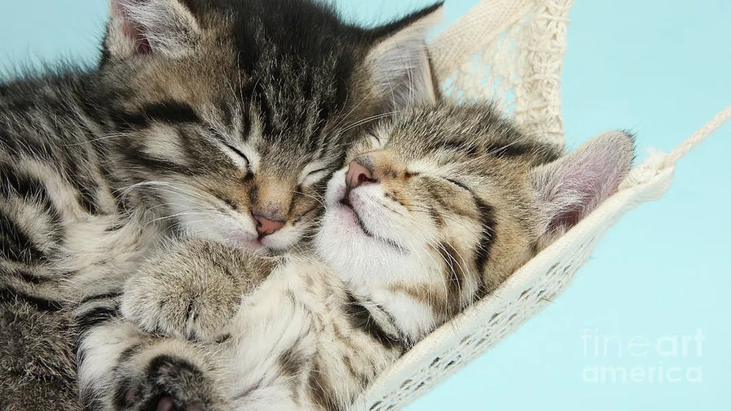 Postările cu pisici drăguțe mai populare decât vedetele. Geamănul Motanului Încălțat vedetă pe Instagram