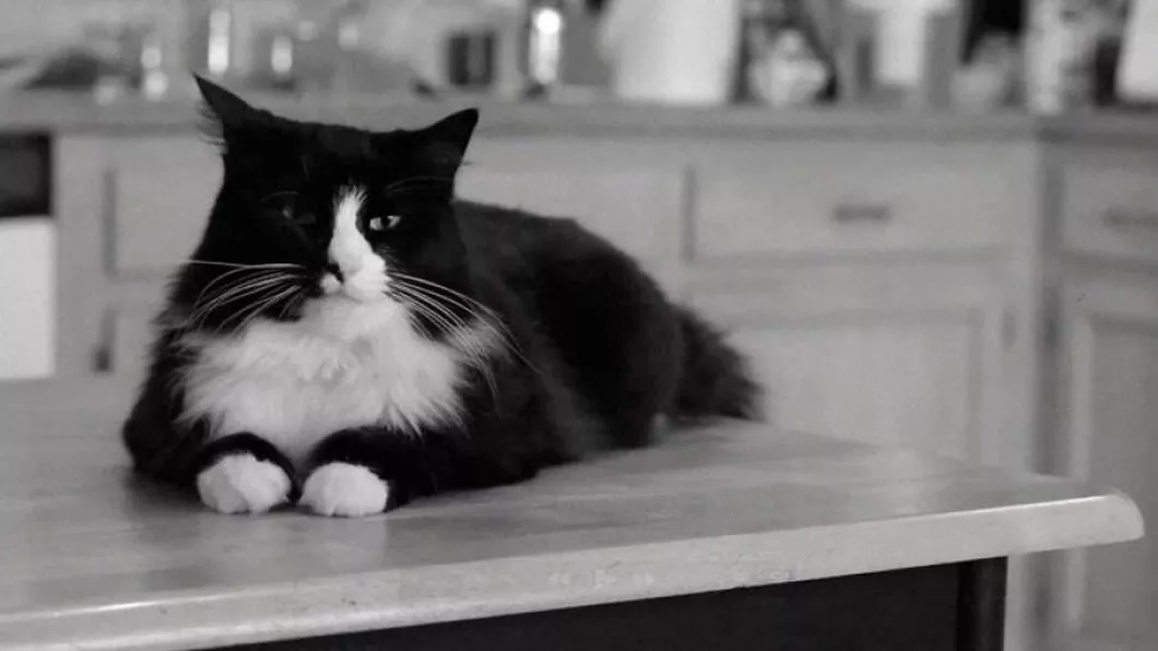 Cele mai frumoase pisicuțe de pe internet   Maru regele cutiilor și Henri motanul filosof
