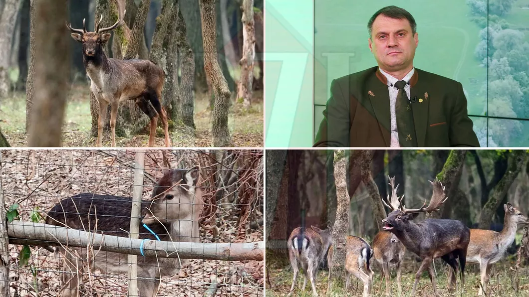 Prima crescătorie de cerbi din Iași pentru vânătorii bogați Gabriel Doncean Am adus exemplare din rase cu tradiție -FOTOVIDEO