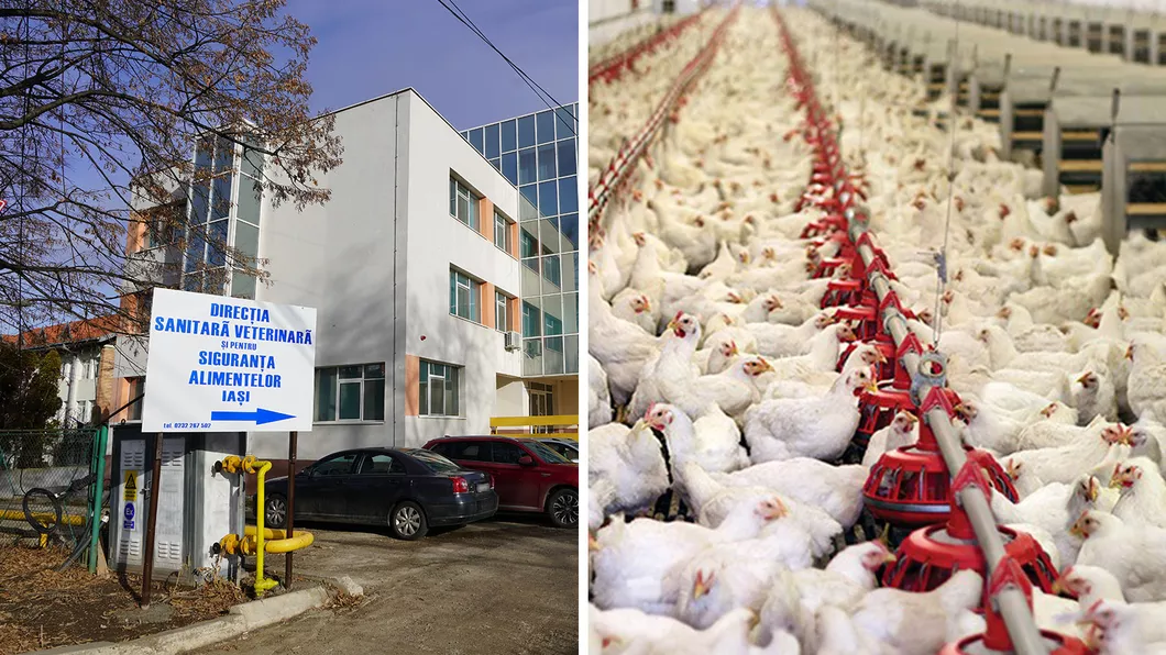 DSVSA Iași verifică fermele cu pui din cauza focarelor de gripă aviară
