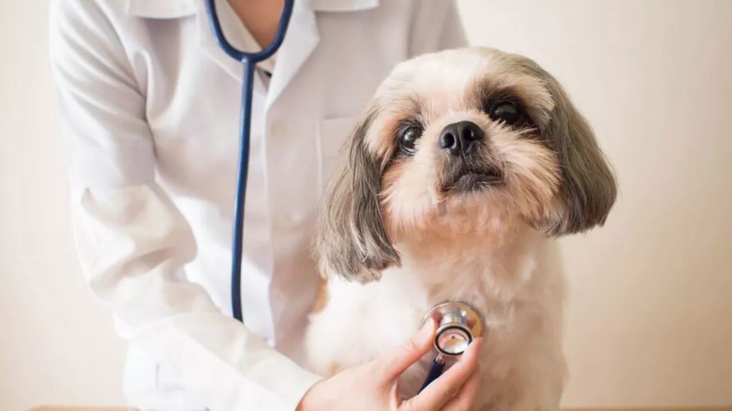 Poți să dai algocalmin la câini Iată care sunt cele mai toxice medicamente pentru animale