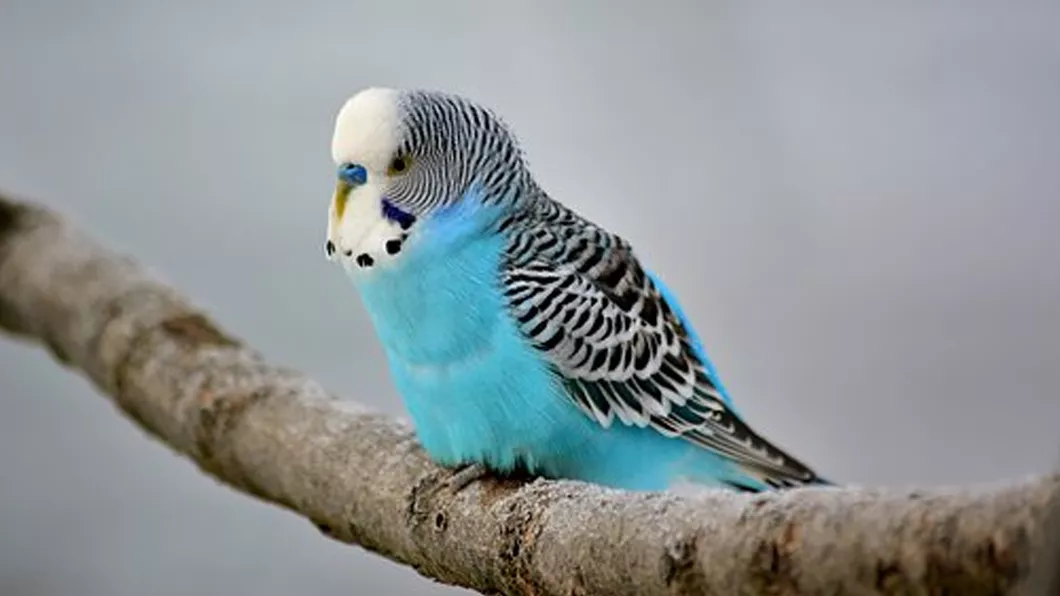 Cum îți înveți perușul albastru să vorbească și să vină pe deget Sfaturi de la crescătorii de păsări