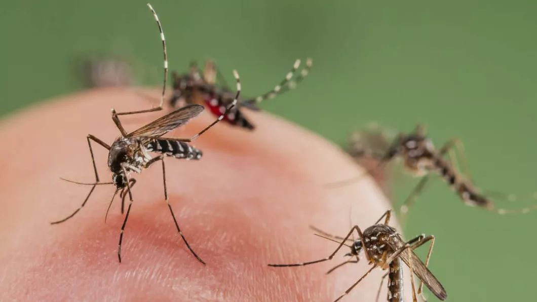Câte tipuri de țânțari există Află care sunt cei mai periculoși și care sunt obiceiurile lor