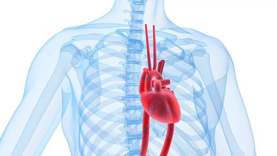Unde se află inima Puțină lume știe unde se află într-adevăr organul vital