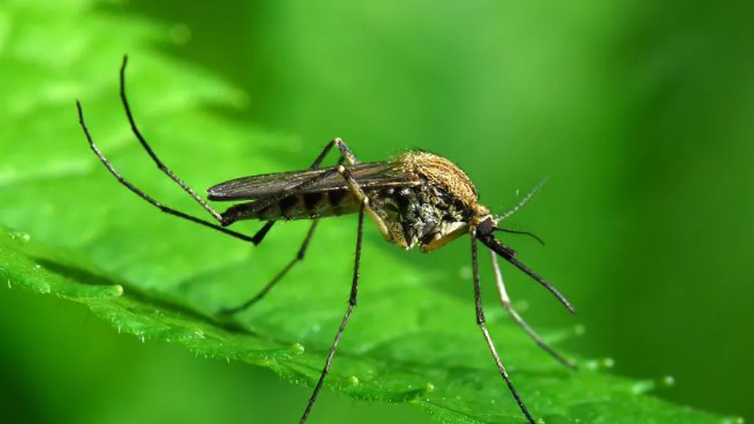 Cât trăiește un țânțar Informația cunoscută de foarte puțini oameni
