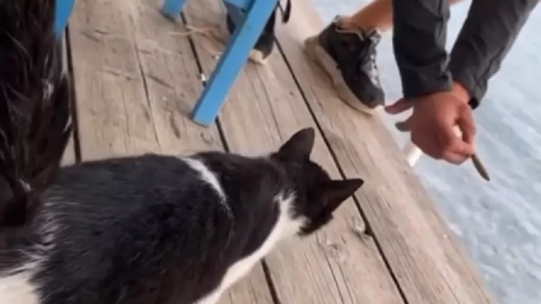 Un bărbat din Grecia riscă 10 ani după gratii după ce a ademenit şi aruncat o pisică în mare - VIDEO