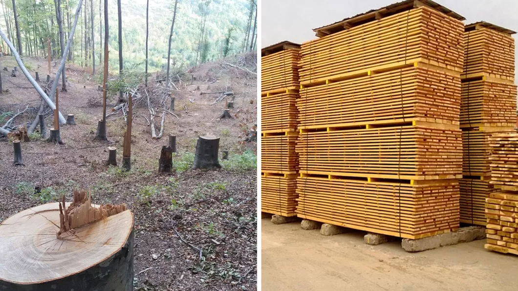 Unde-i lemnul nu e lemnul Garda Forestieră Iași a dat o amendă usturătoare în urma unui control la un depozit de cherestea din Focuri