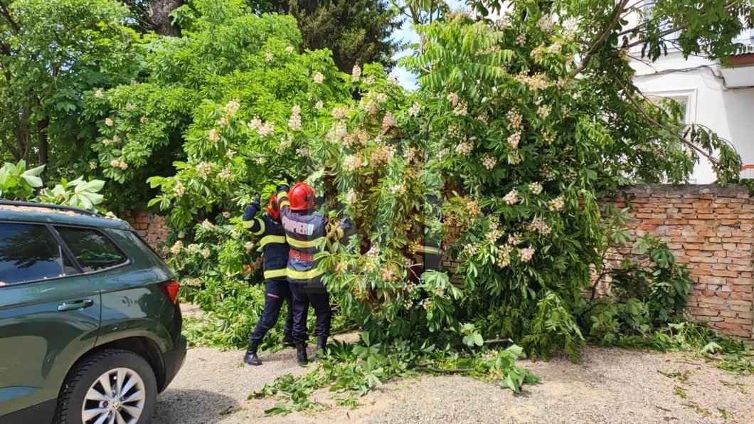 Un copac a căzut peste o mașină în municipiul Iași - EXCLUSIVFOTO