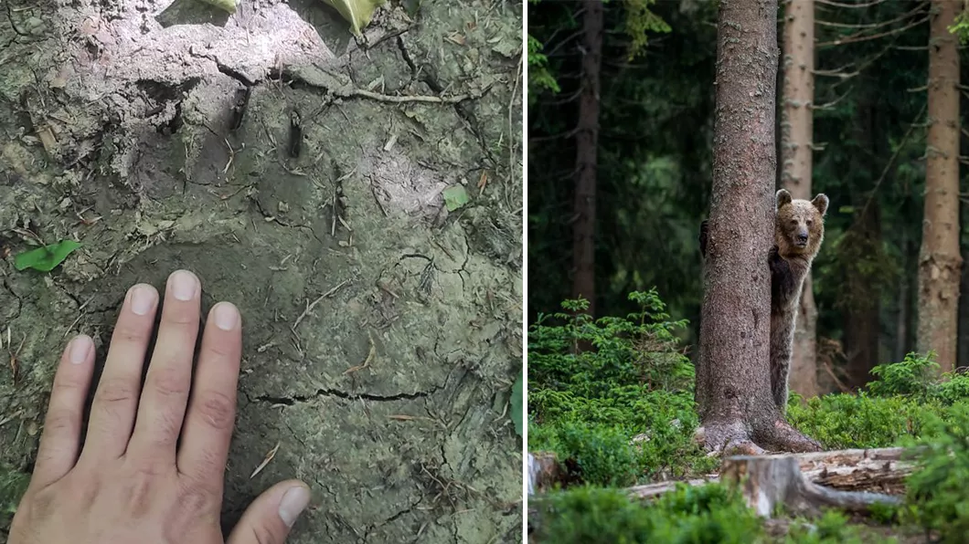 Posibili urși în pădurile din Dobrovăț Animalul nu este specific zonei