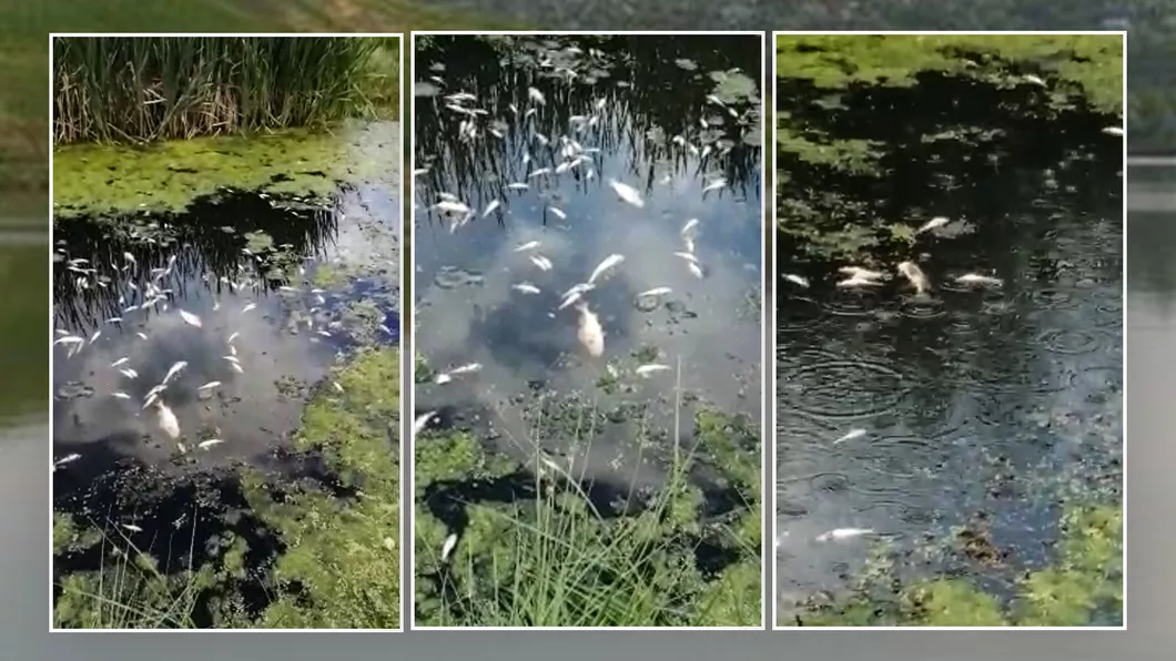 Dezastru ecologic în apropiere de municipiul Iași Descoperire șocantă pe un curs de apă la 20 de kilometri de oraș  FOTO VIDEO