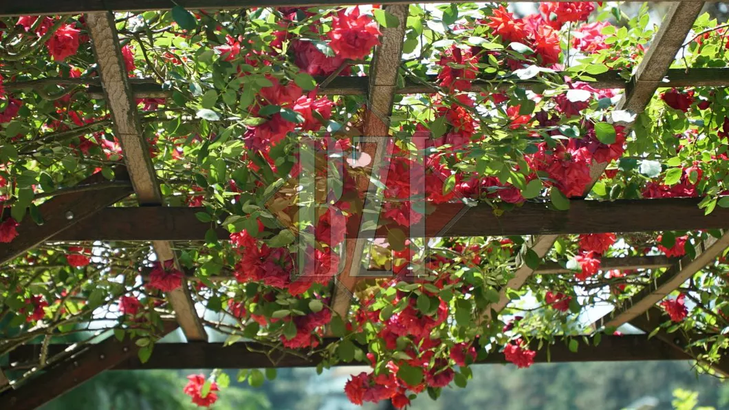 Imagini de colecție din Grădina Botanică Anastasie Fătu Iași. Trandafirii vedetele lunii iunie - GALERIE FOTO